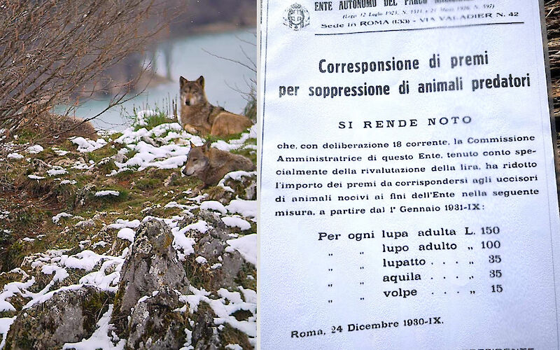 Contro la riapertura della caccia al lupo